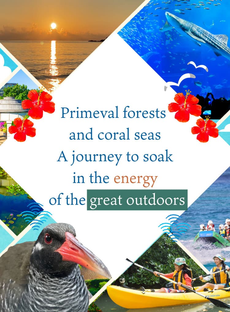Primeval forests and coral seas
A journey to soak in the energy of the great outdoors